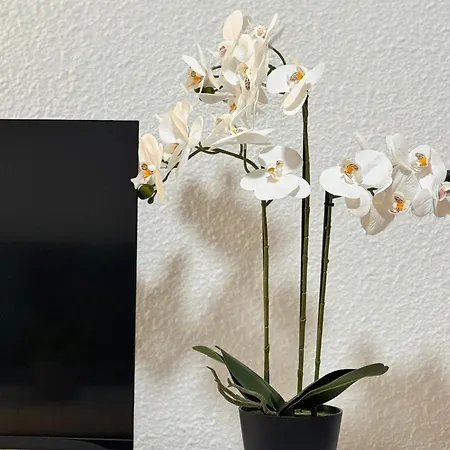 Cristianos Cozy Wild Apartment Los Cristianos (Tenerife)
